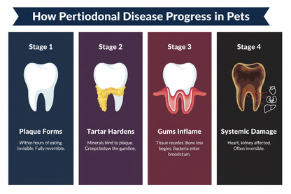 Pet Periodontal Disease Stages - Illustrated